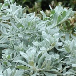 Eremophila Blue Horizon - Emu Bush -Australian Plants Online Sales blue horizon foliage