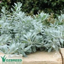 Eremophila Blue Horizon - Emu Bush -Australian Plants Online Sales blue horizon stone wall