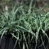 Carex Blue Cascade -Australian Plants Online Sales blue cascade