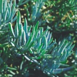 Australian Plants Online Sales -Australian Plants Online Sales blue chalk sticks