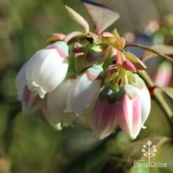 Blueberry Brightwell -Australian Plants Online Sales blueberry flower cluster 1