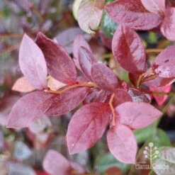 Blueberry Misty -Australian Plants Online Sales blueberry misty autumn colour