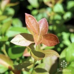 Blueberry Misty -Australian Plants Online Sales blueberry misty leaf colour