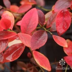 Blueberry Sunshine Blue -Australian Plants Online Sales blueberry sunshine blue autumn colour