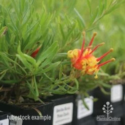 Grevillea Bonnie Prince Charlie -Australian Plants Online Sales bonnie prince charlie tubestock in flower