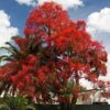 Illawarra Flame Tree - Brachychiton -Australian Plants Online Sales brachychiton acerifolius