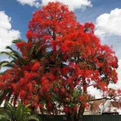 Illawarra Flame Tree - Brachychiton