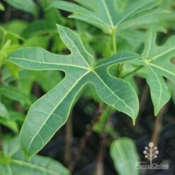 Illawarra Flame Tree - Brachychiton 20 Illawarra Flame Tree - Brachychiton -Australian Plants Online Sales brachychiton acerifolius leaf