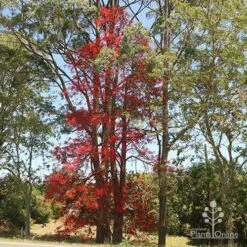 Illawarra Flame Tree - Brachychiton 21 Illawarra Flame Tree - Brachychiton -Australian Plants Online Sales brachychiton flame tree waterfall