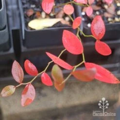 Blueberry Brightwell -Australian Plants Online Sales brightwell autumn colour