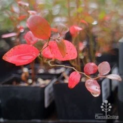 Blueberry Brightwell -Australian Plants Online Sales brightwell blueberry autumn colour