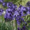 Agapanthus Buccaneer