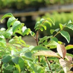 Burdekin Plum - Pleiogynium -Australian Plants Online Sales burdekin shoot