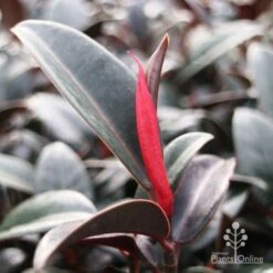Ficus Elastica Burgundy - Rubber Plant -Australian Plants Online Sales burgundy new leaf red