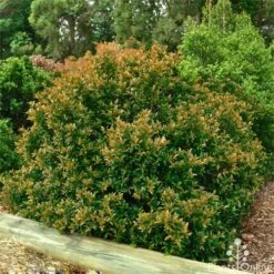 Syzygium Bush Christmas - Lilly Pilly -Australian Plants Online Sales bush christmas syzygium