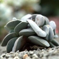 Crassula Dubia - Succulent -Australian Plants Online Sales cactus dubai 1