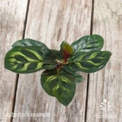 Calathea Makoyana - Peacock Plant -Australian Plants Online Sales calathea makoyane leaf 1