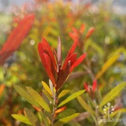 Callistemon Candy Burst -Australian Plants Online Sales callistemon candy burset leaf colour sun