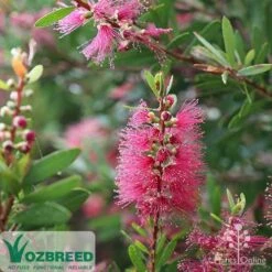 Callistemon Candy Burst -Australian Plants Online Sales callistemon candy burst