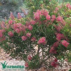 Callistemon Candy Burst -Australian Plants Online Sales callistemon candy burst bush