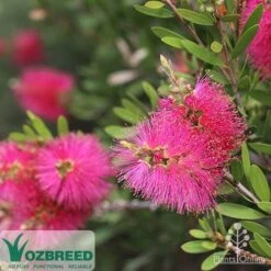 Callistemon Fluro Burst