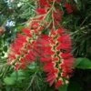 Callistemon Summer Days™ -Australian Plants Online Sales callistemon for summer days