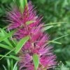 Callistemon Purple Splendens -Australian Plants Online Sales callistemon purple splendens 500 1