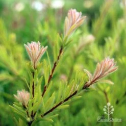 Callistemon Rocky Rambler -Australian Plants Online Sales callistemon rocky rambler new pink leaf