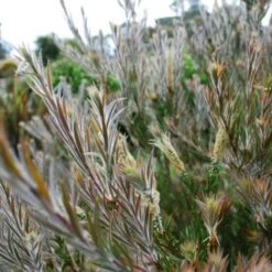 Callistemon Summer Days™ -Australian Plants Online Sales callistemon summer days foliage