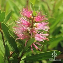 Callistemon Sweet Burst -Australian Plants Online Sales callistemon sweet burst tubestock flower