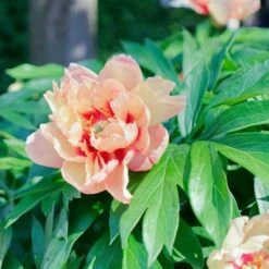 Peony Canary Brilliants - 1 Bulb -Australian Plants Online Sales canary brilliants