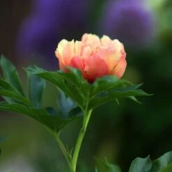 Peony Canary Brilliants - 1 Bulb -Australian Plants Online Sales canary brilliants bud