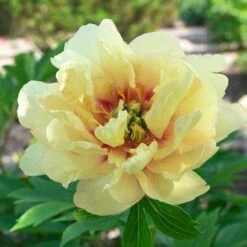 Peony Canary Brilliants - 1 Bulb -Australian Plants Online Sales canary brilliants fd richards flickr 3