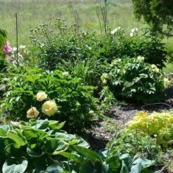Peony Canary Brilliants - 1 Bulb -Australian Plants Online Sales canary brilliants fd richards flickr garden