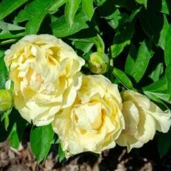 Peony Canary Brilliants - 1 Bulb -Australian Plants Online Sales canary brilliants fd richards flickr2