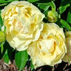 Peony Canary Brilliants - 1 Bulb -Australian Plants Online Sales canary brilliants fd richards flickr2 crop