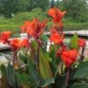 Canna Bronze - 1 Bulb -Australian Plants Online Sales canna cannova bronze orange flickr cultivar413