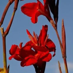 Canna Americana - 1 Bulb 10 Canna Americana - 1 Bulb -Australian Plants Online Sales canna lilies red