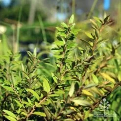 Grevillea Canterbury Gold -Australian Plants Online Sales canterbury gold foliage