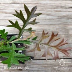 Grevillea Carpet Layer -Australian Plants Online Sales carpet layer leaf 1