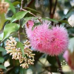 Syzygium Cascade - Lilly Pilly