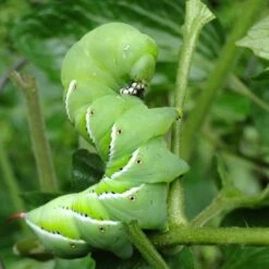 Nature's Way Dipel Caterpillar Killer 40g -Australian Plants Online Sales caterpillar