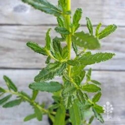 Ceanothus Blue Pacific - Californian Lilac -Australian Plants Online Sales ceanothus blue pacific leaf