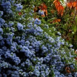 Ceanothus Blue Pacific - Californian Lilac -Australian Plants Online Sales ceanothus bush