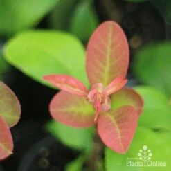 Chaenomeles Winter Cheer - Flowering Quince 11 Chaenomeles Winter Cheer - Flowering Quince -Australian Plants Online Sales chaenomeles new leaf 1