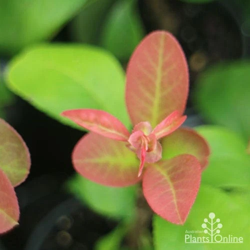 Chaenomeles Winter Cheer - Flowering Quince 6 Chaenomeles Winter Cheer - Flowering Quince - Image 4