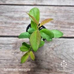 Chaenomeles Nivalis - Japanese Quince -Australian Plants Online Sales chaenomeles speciosa nivalis 2