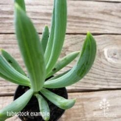 Senecio Chalk Sticks - Succulent -Australian Plants Online Sales chalk sticks leaf 1
