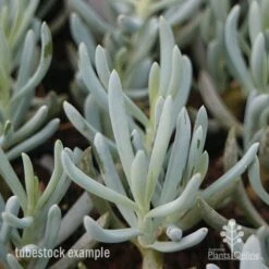 Senecio Chalk Sticks - Succulent -Australian Plants Online Sales chalksticks tubestock