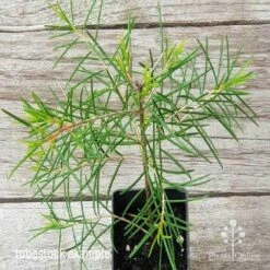 Chamelaucium Ice Queen - Waxflower